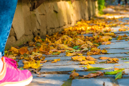 Fall leaves, sneakers. Conceptual Autumn composition. Feet shoes walking in autumn. The concept of leaf fall. sneakers on the background of dry yellow leavesの写真素材