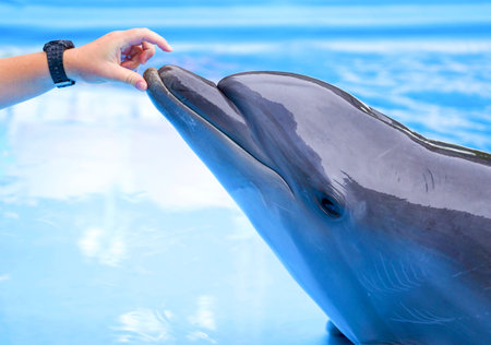 The girl feeds dolphins. The person gives fish to marine animalsの写真素材