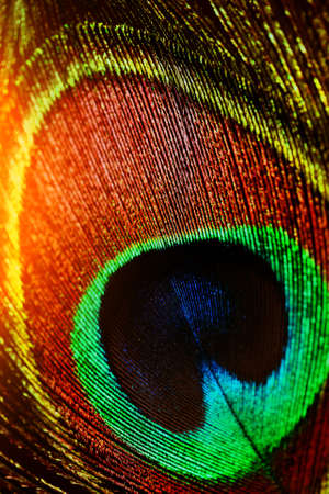 Beautiful exotic peacock feathers.feathersの写真素材