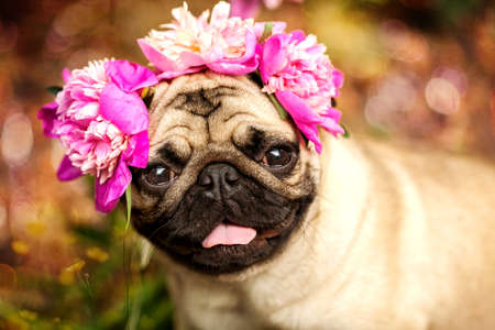 A happy pug puppy dog ??in the colors of peonies. Pug at a party at a picnicの写真素材