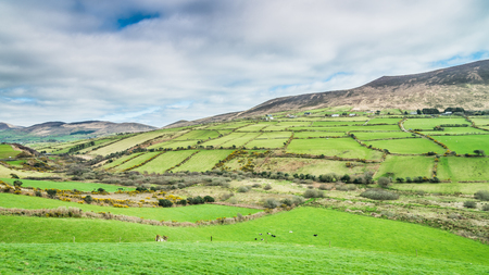 Gorgeous Irish fields in the sunset in County Kerry just outside of Dingleの写真素材