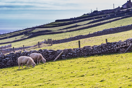 Typical Irish rural scenery with sheep on a green medow. Picture taken in County Kerry, Ireland.の写真素材