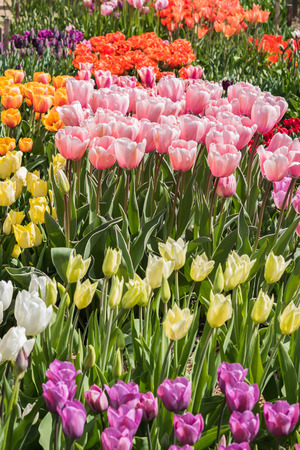 Photo of many different kind of tulips in spring bloom.の写真素材