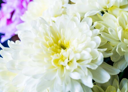 A bouquet of various Chrysanthemums with a close up on a yellow one.の写真素材