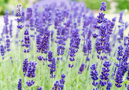 A close up of a lavender flower in the summerの写真素材