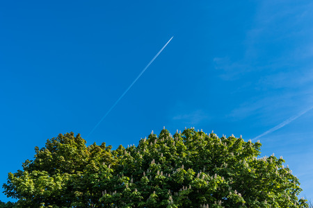 Chestnut treetop in a summer bloom against clear blue sky with the airplane trace  on itの写真素材