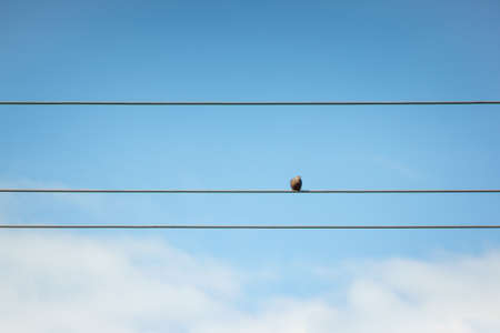 Birds sitting on power lines against the blue sky.