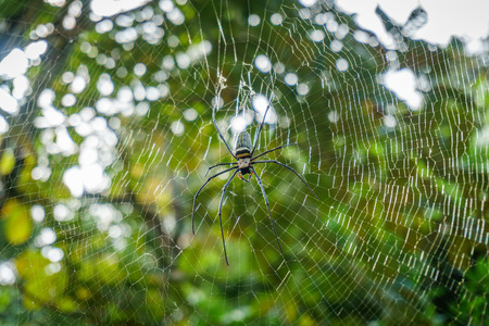 Spider on web