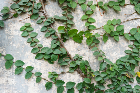 Trees on the wallの写真素材