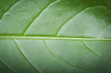 Details of leaf