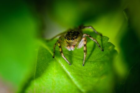 spider on leafの写真素材