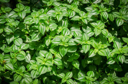 Green leafの写真素材