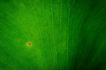 Details of leafの写真素材