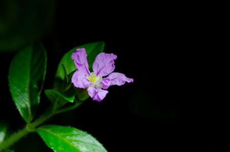 Purple flowersの写真素材