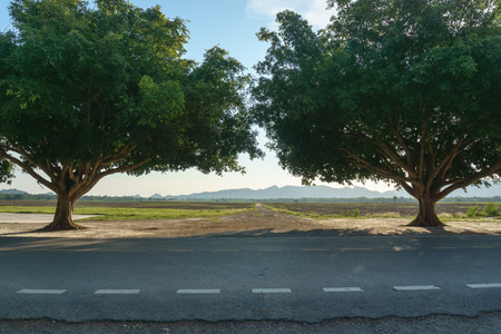 Road Between Row of treeの写真素材