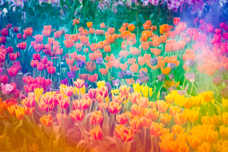 Flower , Vintage tone backgroundの写真素材