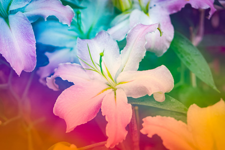 Flower , Vintage tone backgroundの写真素材