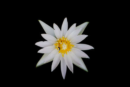 Lotus flowerの写真素材