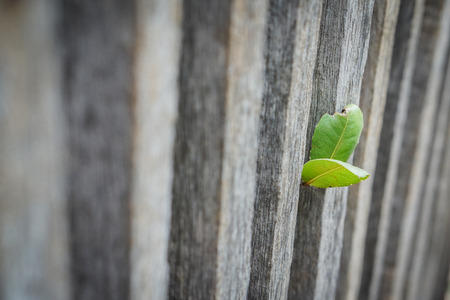 New development and renewal as a business concept of emerging leadership success as an old cut down tree and a strong seedling growing in the center trunk as a concept of support building a future.の写真素材