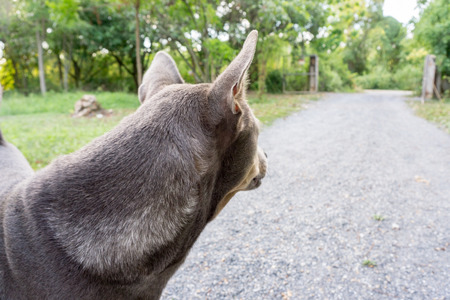 Dog is waiting for the ownerの写真素材