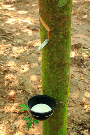 rubber treeの写真素材