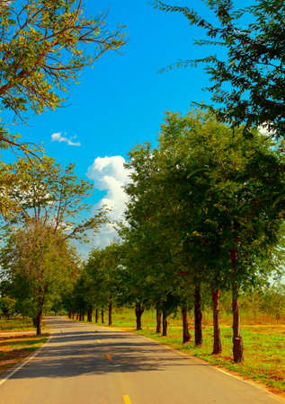 Tree and roadの写真素材