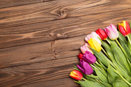 colorful tulips on  wooden background.の写真素材