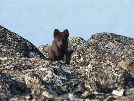 Blue Morph Arctic Fox の写真素材