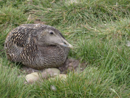 Nesting Eider 1の写真素材
