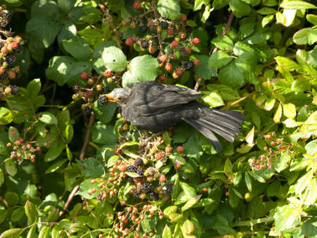 Blackbirdの写真素材