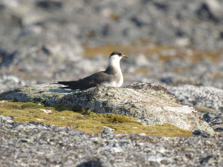 Arctic Skua の写真素材