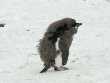 Juvenile Adelie Penguin の写真素材
