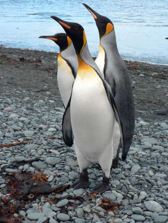 King Penguins, Macquarie Island, Australiaの写真素材