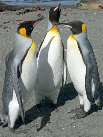 King Penguins, Macquarie Island, Australia の写真素材