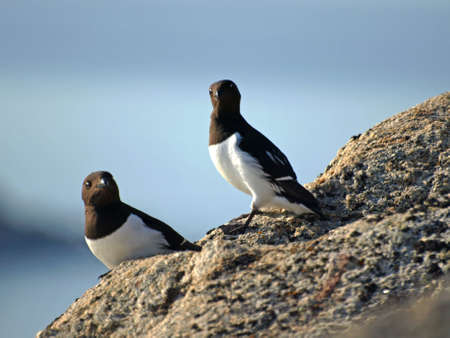 Little Auk の写真素材