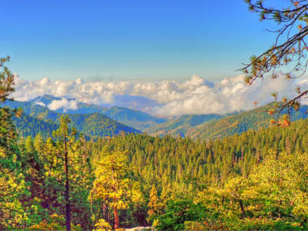 Sequoia National Forestの写真素材