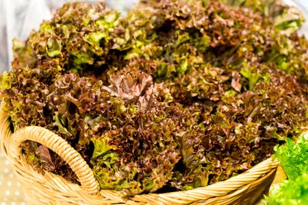 Red Lettuce hydroponic in basket