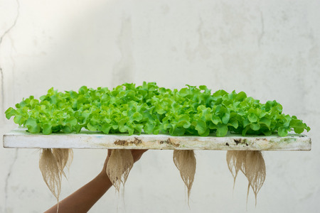 Sprout green oak Lettuce hydroponic , on pond foam