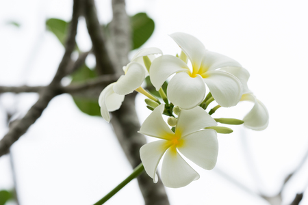 white frangipani flowerの写真素材