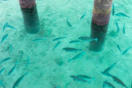 fish in the sea at Maldives