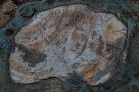 background and texture of fossil woodの写真素材