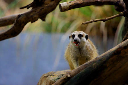 meerkatの写真素材