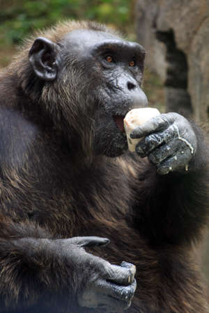 orangutan eating ice cream to cool to thailandの写真素材