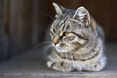 Cat in a country houseの写真素材