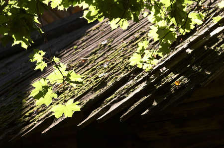 Early autumn in Kolomenskoe, Moscowの写真素材