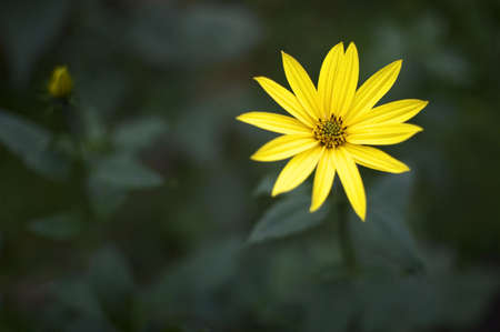 Flower of an àmerican artichokeの写真素材