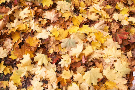 Maple leafs in park Arkhangelskoe,  Moscowの写真素材