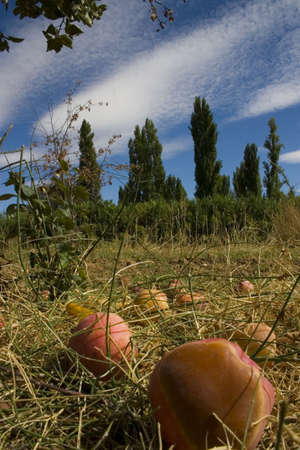 Fruitの写真素材