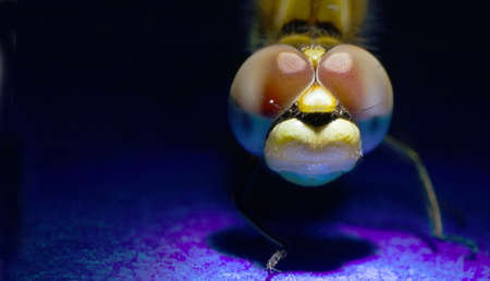 dragonfly eyesの写真素材