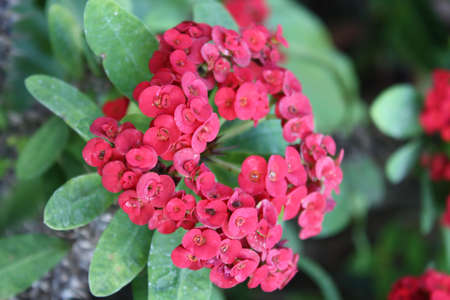 Flowerの写真素材
